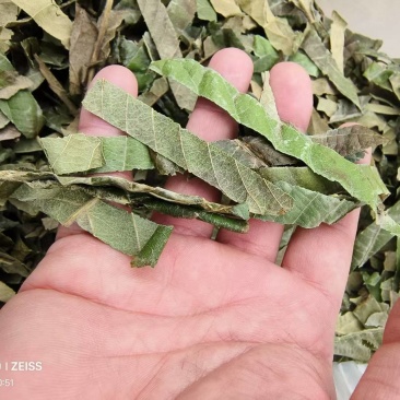 枇杷叶，产地直供，一手货源质量保证！欢迎采购商来电