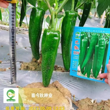 【巴椒119青椒】杂交一代青皮尖椒早熟挂果集中产量佳