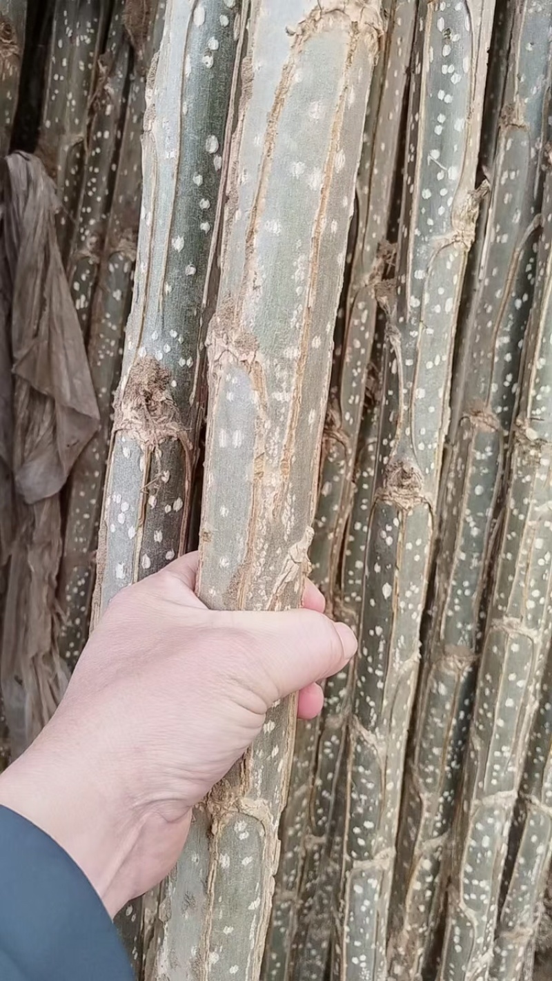 3804速生杨河北保定万亩基地大规模种植一件代发