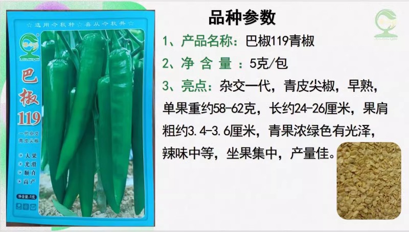 【巴椒119青椒】杂交一代青皮尖椒早熟挂果集中产量佳