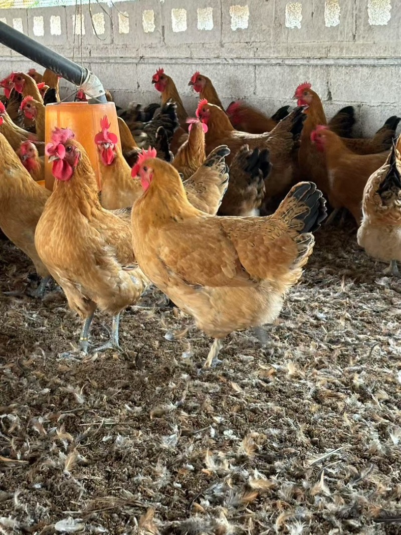 壮鸡可宰杀发货粮食喂养人工饲养大量有货