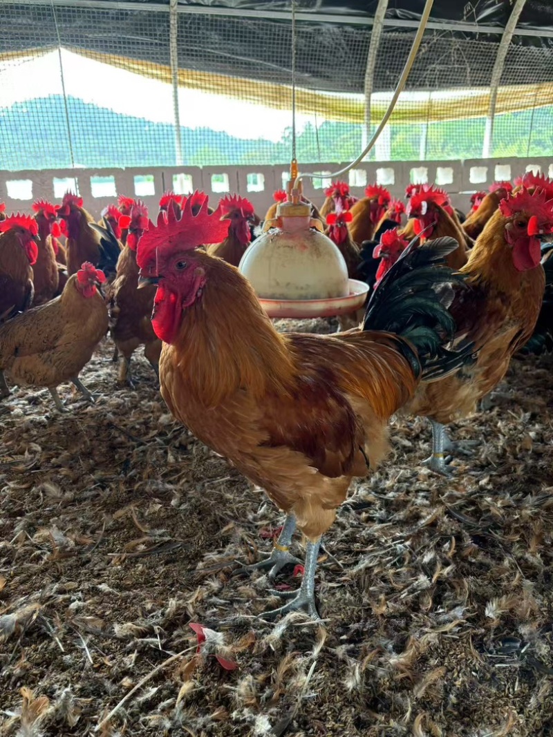 壮鸡可宰杀发货粮食喂养人工饲养大量有货