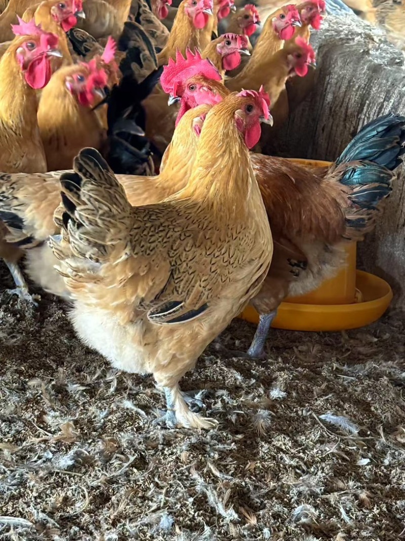 壮鸡可宰杀发货粮食喂养人工饲养大量有货