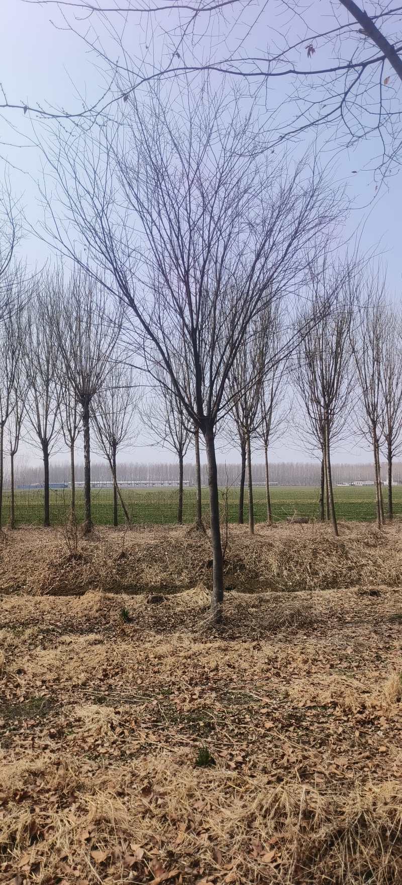 造型榉树，12公分-15公分