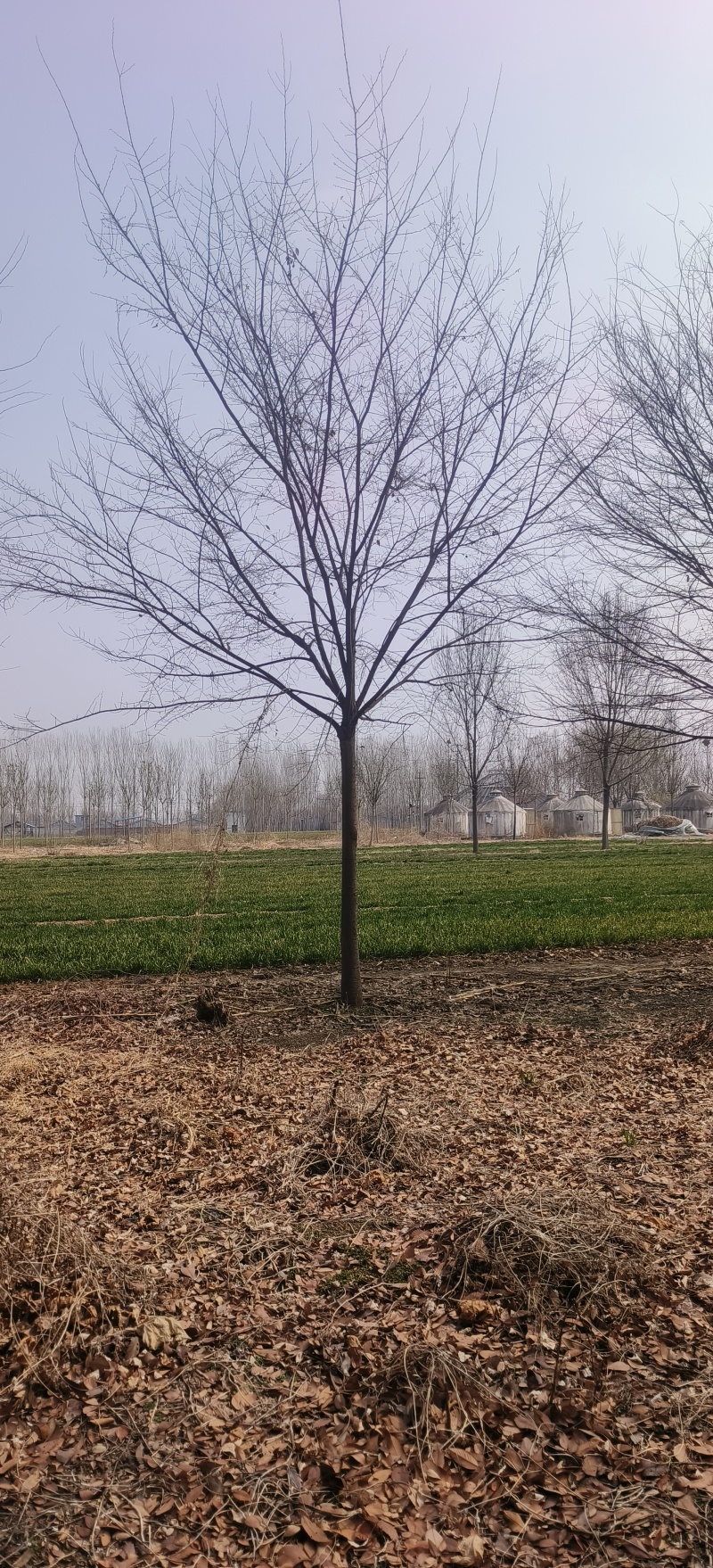 造型榉树，12公分-15公分