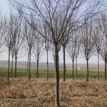 造型榉树，12公分-15公分