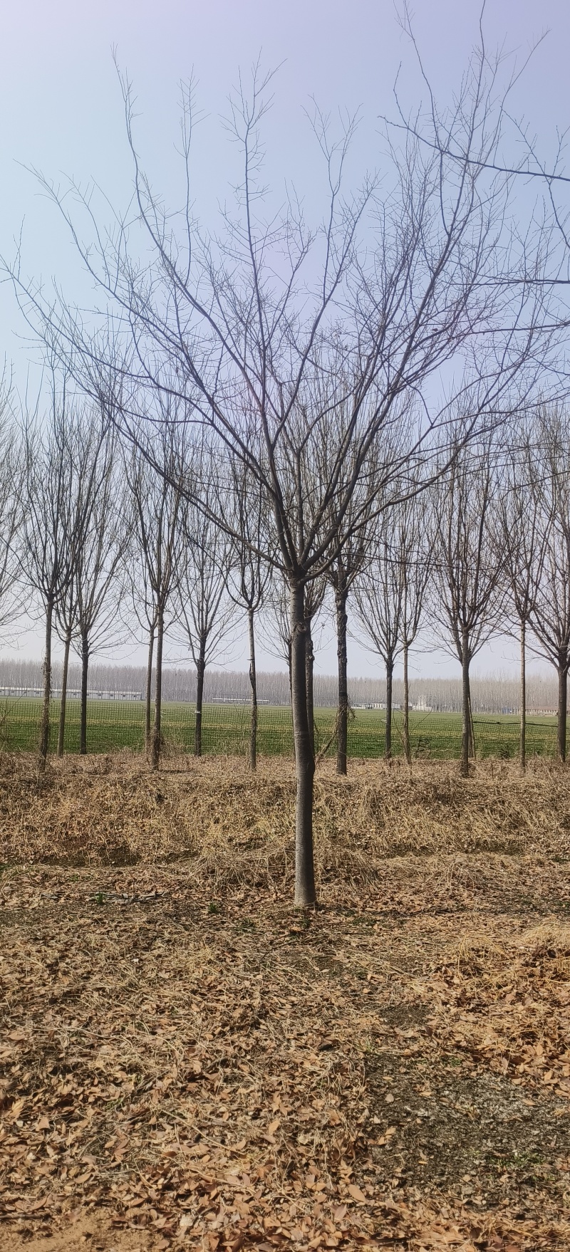 造型榉树，12公分-15公分