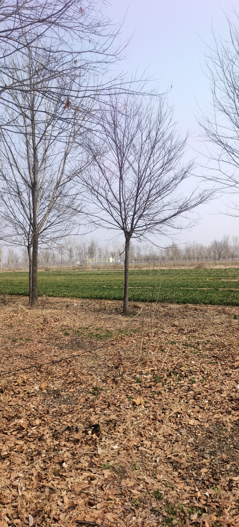 造型榉树，12公分-15公分