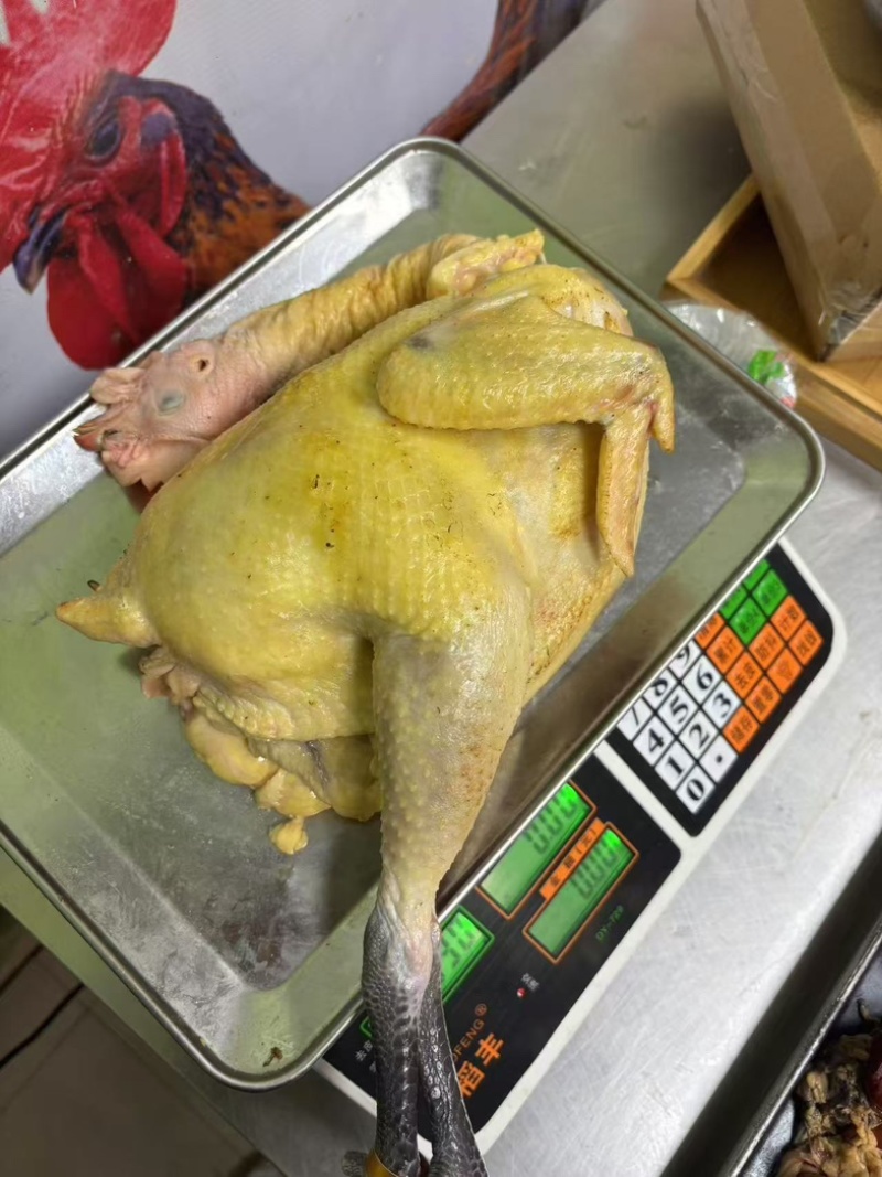 壮鸡可宰杀发货粮食喂养人工饲养大量有货