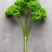 现货欧芹碎，价格优惠，有需要的老板联系我