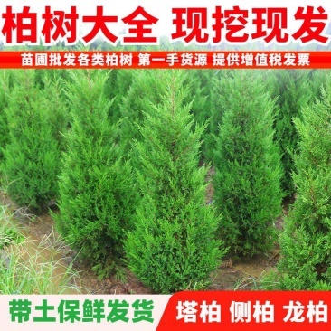 塔柏树苗塔柏侧柏龙柏庭院行道风景大树园林工程绿化乔木四季