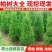 塔柏树苗塔柏侧柏龙柏庭院行道风景大树园林工程绿化乔木四季