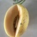 黄色西州蜜