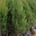 塔柏树苗塔柏侧柏龙柏庭院行道风景大树园林工程绿化乔木四季