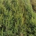 塔柏树苗塔柏侧柏龙柏庭院行道风景大树园林工程绿化乔木四季