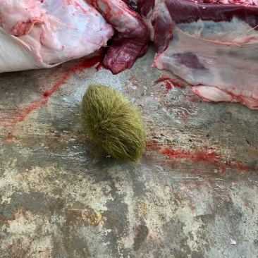 精品猪宝一个就有600克回电即卖，价格可调