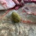 精品猪宝一个就有600克回电即卖，价格可调