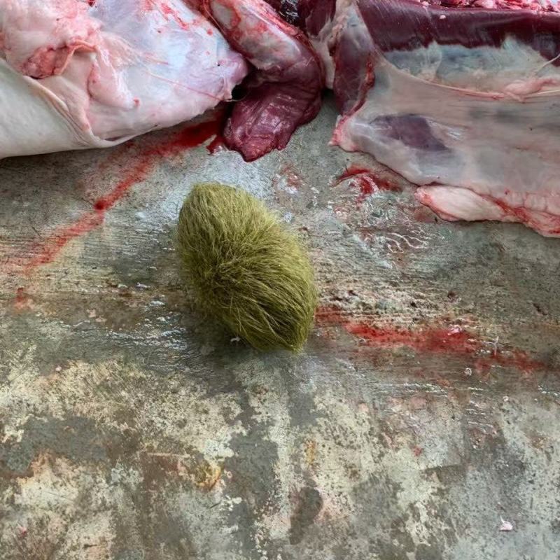 精品猪宝一个就有600克回电即卖，价格可调