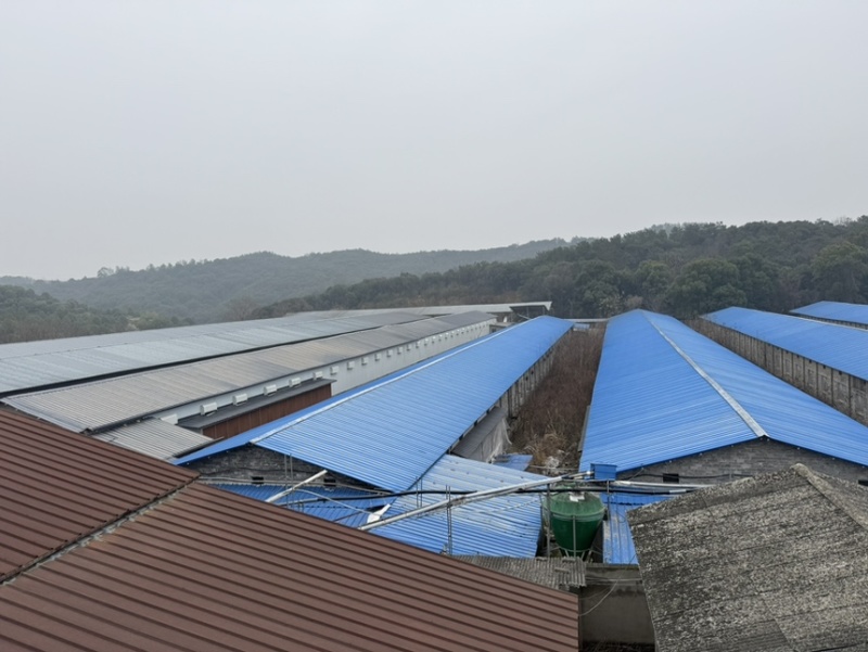 自己厂家直销鸡场直供土鸡蛋品质好价格实惠欢迎联系