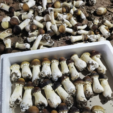 赤松茸