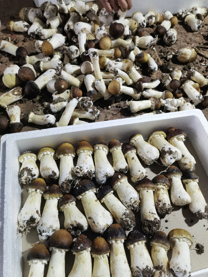 赤松茸