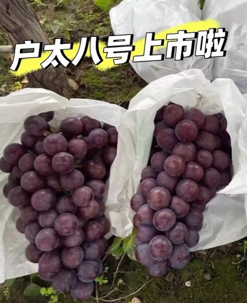 《沪太八号》陕西葡萄基地现摘现发/串形好个/可全国发货