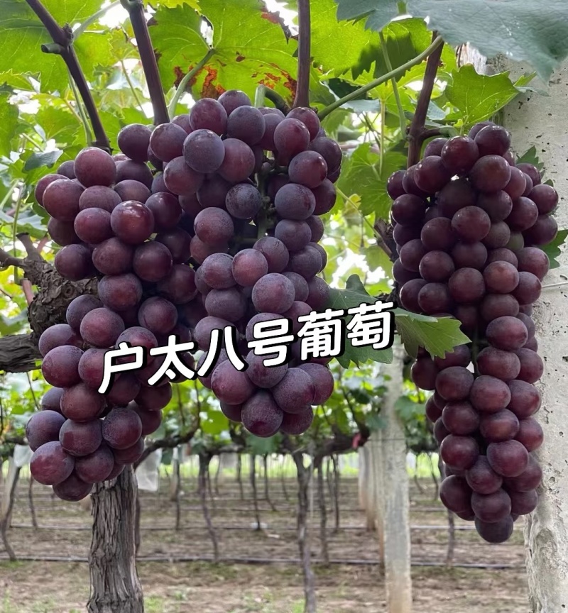《沪太八号》陕西葡萄基地现摘现发/串形好个/可全国发货