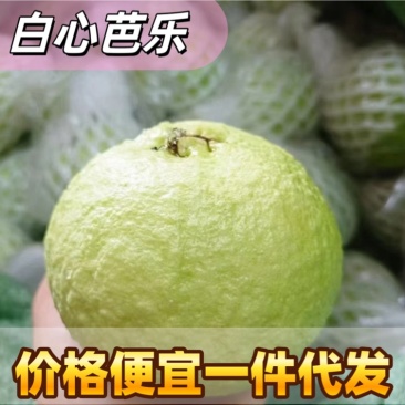 一件代发白心芭乐白心番石榴一件代发自有果园货量充足质量保