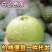 一件代发白心芭乐白心番石榴一件代发自有果园货量充足质量保