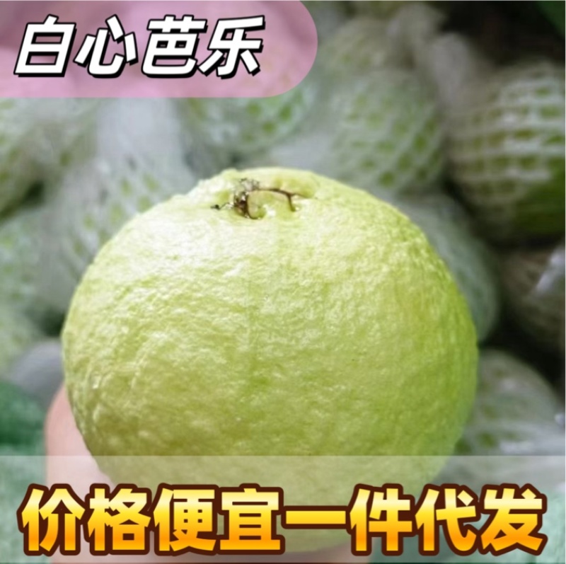 一件代发白心芭乐白心番石榴一件代发自有果园货量充足质量保