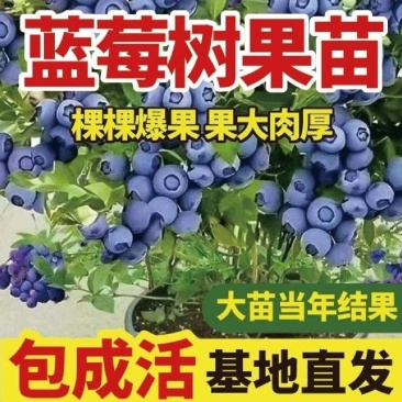 绿宝石,L25薄雾F6瑞卡，珠宝，云雀等品种蓝莓苗齐全