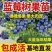 绿宝石,L25薄雾F6瑞卡，珠宝，云雀等品种蓝莓苗齐全