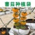 基质种植袋，项目剩余2000个，便宜处理0.6元一个