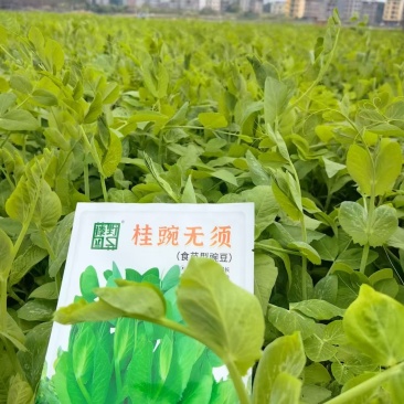 （桂豌无须）食苗型豌豆早熟豆苗翠绿香甜脆嫩味道鲜美