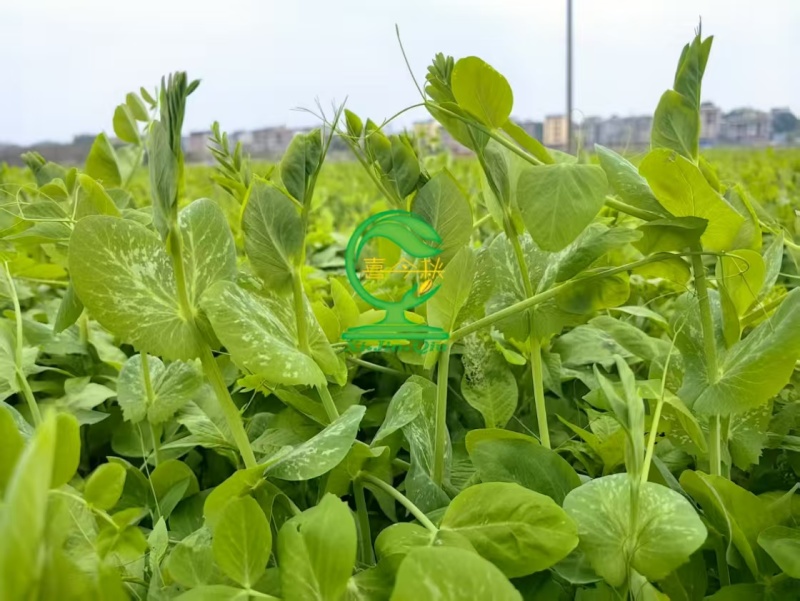 （桂豌无须）食苗型豌豆早熟豆苗翠绿香甜脆嫩味道鲜美