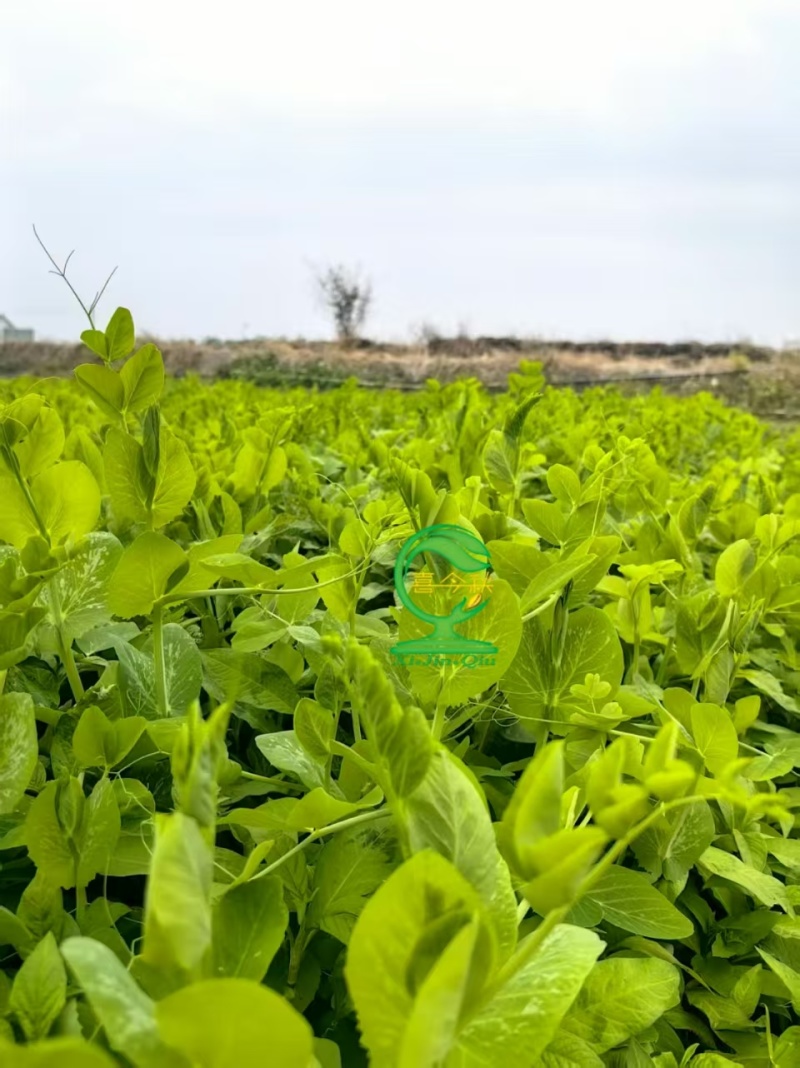 （桂豌无须）食苗型豌豆早熟豆苗翠绿香甜脆嫩味道鲜美