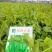 （桂豌无须）食苗型豌豆早熟豆苗翠绿香甜脆嫩味道鲜美