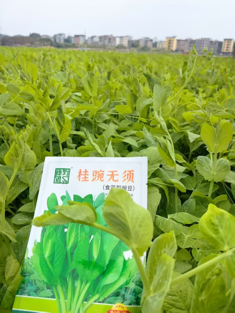 （桂豌无须）食苗型豌豆早熟豆苗翠绿香甜脆嫩味道鲜美