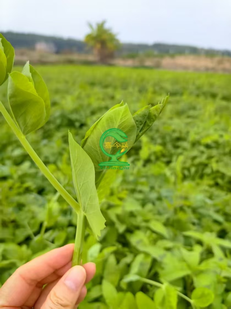 （桂豌无须）食苗型豌豆早熟豆苗翠绿香甜脆嫩味道鲜美