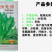 （桂豌无须）食苗型豌豆早熟豆苗翠绿香甜脆嫩味道鲜美