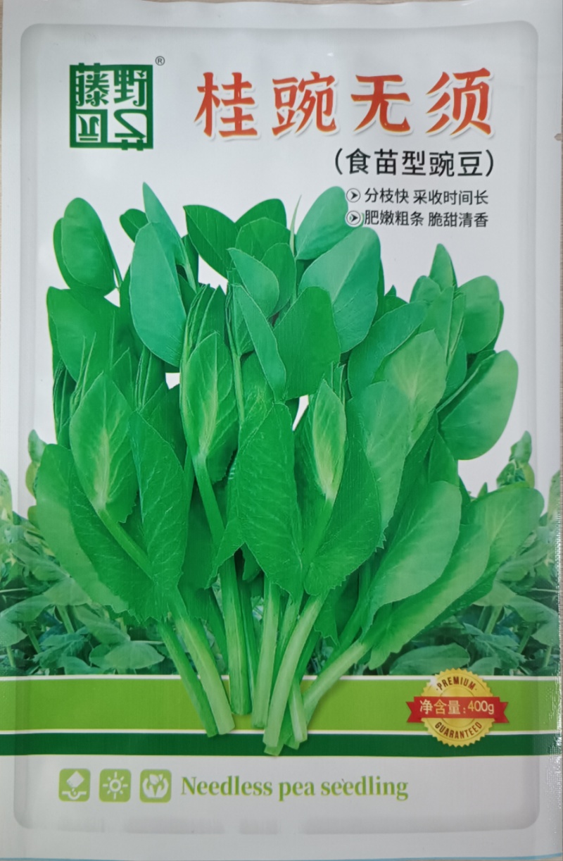 （桂豌无须）食苗型豌豆早熟豆苗翠绿香甜脆嫩味道鲜美