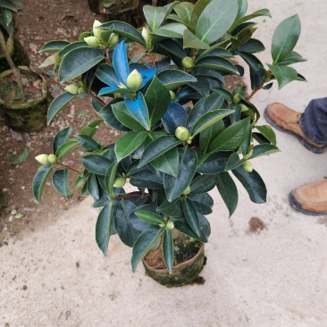 四季茶花福建基地批发规格齐全