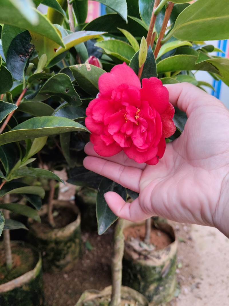 四季茶花福建基地批发规格齐全