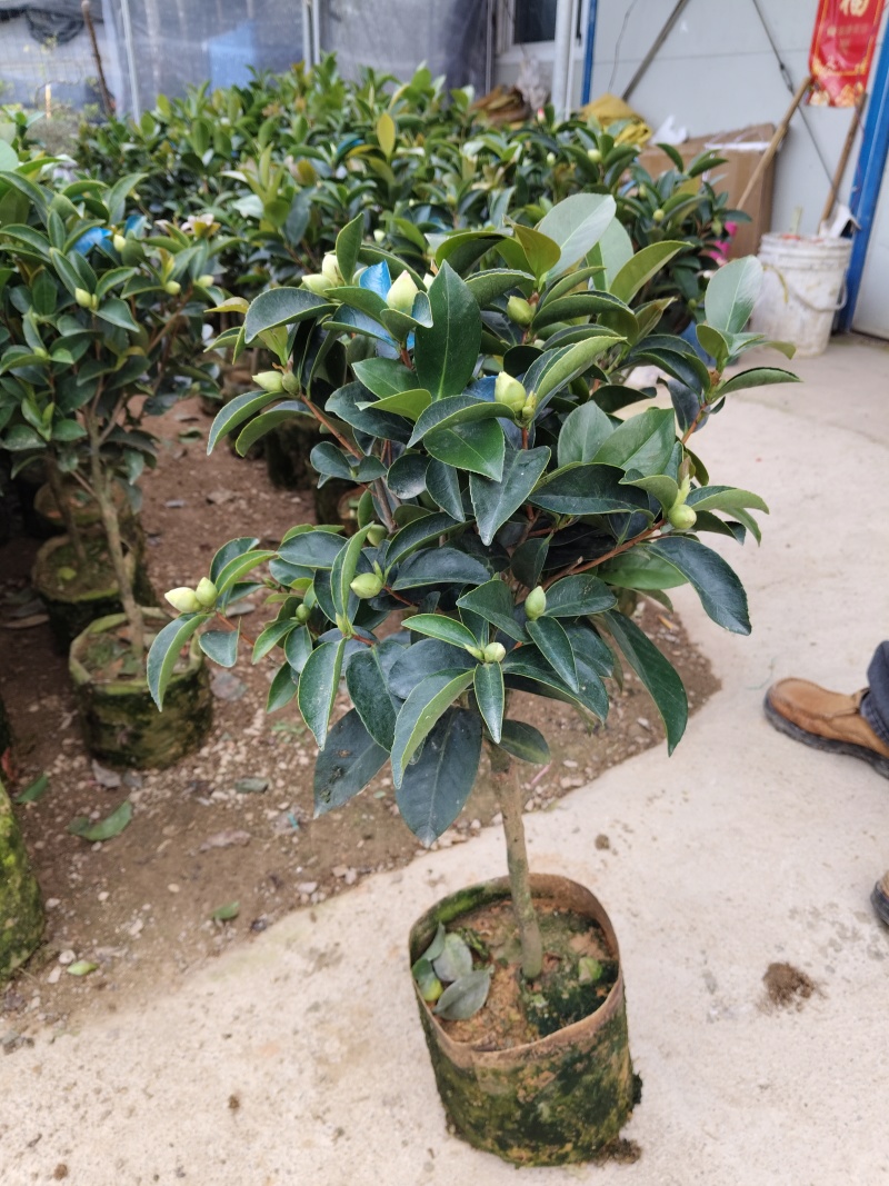 四季茶花福建基地批发规格齐全