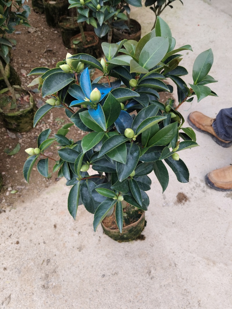 四季茶花福建基地批发规格齐全