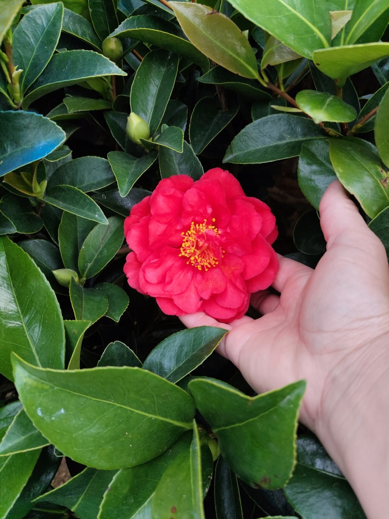 四季茶花福建基地批发规格齐全
