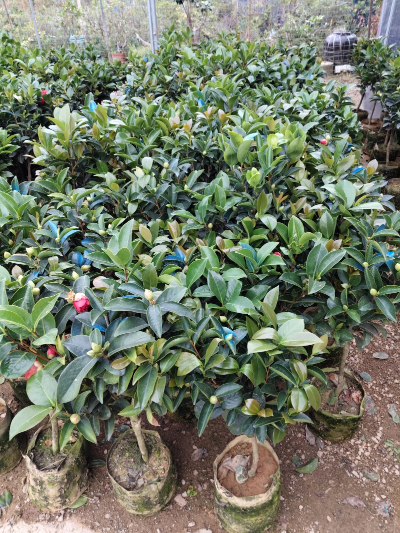 四季茶花福建基地批发规格齐全