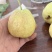 一件代发白心芭乐白心番石榴一件代发自有果园货量充足质量保
