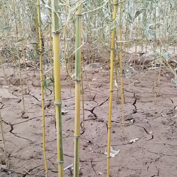 金镶玉竹河北保定万亩基地大规模种植一件代发