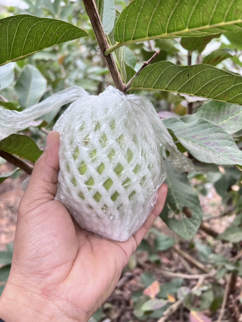 一件代发白心芭乐白心番石榴一件代发自有果园货量充足质量保